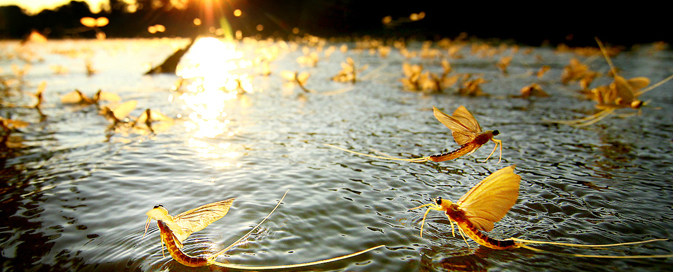 Mayfly Hatching in the Zemplén Nature Reserve - Other, Event Calender