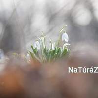 Women's Day snowdrop-tour
