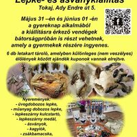 Bátorságpróba | Lepke- és ásványkiállítás