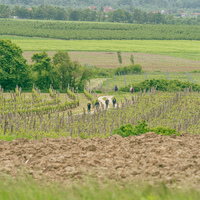 Vineyard picnic with winemakers