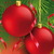 Adventi programok Tokajban