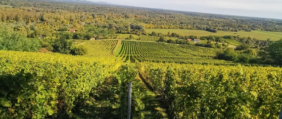 XI. Tokaji dűlőtúra - piknik a borászokkal